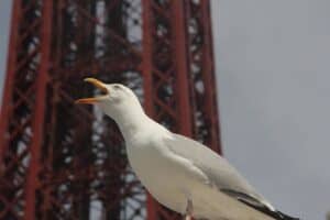 Blackpool Seagull